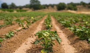 Susuz bamya İzmir’e yayılıyor