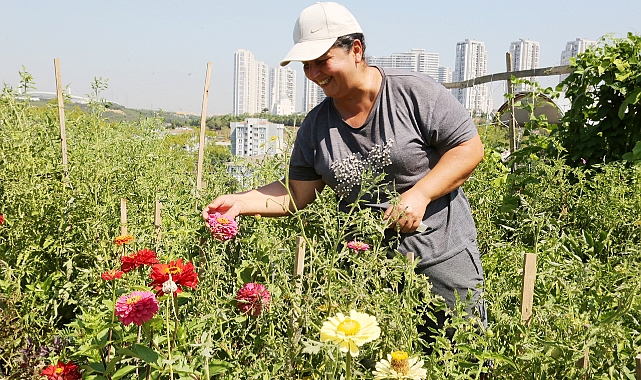 İstanbul’un ortasında organik tarım