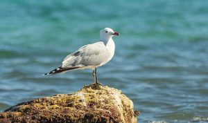 Nesli tehlikedeki Ada Martıları için Türkiye’nin önemi artıyor.