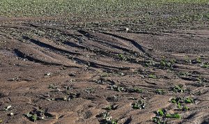 TEMA Vakfı: Toprağı korumak hepimizin görevi, Türkiye Çöl Olmasın!