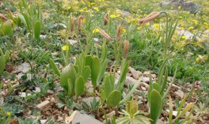 Anamur’da yeni bir ters lale türü keşfedildi