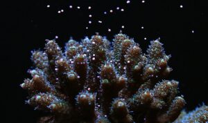 Canon araştırmacılar işbirliği yaparak dünyanın her yerindeki Mercan resiflerinin korunmasına destek oluyor