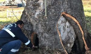Kocaeli Büyükşehir’den 100 yıllık çınara tedavi