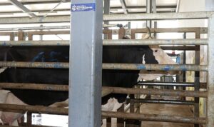 Kurban kesim başvuruları 3 Haziran’da başlıyor