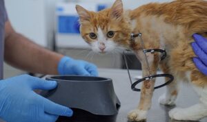 Bacağı kesilmekten kurtarılan Balım kendine yuva arıyor