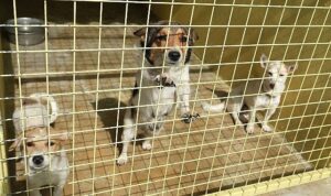 Kemer Belediyesi’nden can dostlara yardım eli