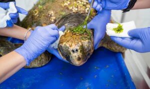 Körfez’deki yaralı Caretta caretta kurtarıldı