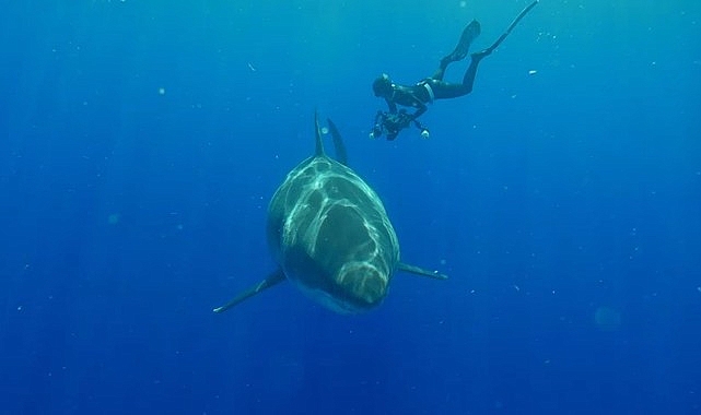 Köpekbalığı Videolarının Ardındaki Gerçekleri Ortaya Çıkaran ‘Popüler Köpekbalıkları’ 3 Ağustos Cumartesi 20.00’de National Geographic WILD Ekranlarında