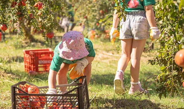Hilton Dalaman Sarıgerme Resort & Spa’dan Geleneksel Nar Hasadı