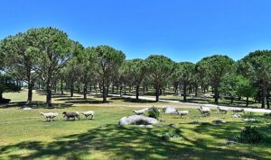 Bergama Belediyesi Zeytin ve Fıstıkta Markalaşma Yolunda