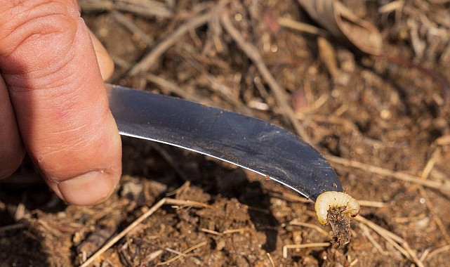 İzmir’de kestane kanseri ile mücadele sürüyor