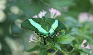 Konya Tropikal Kelebek Bahçesi, Google Haritalar’ın ‘En’leri Arasında