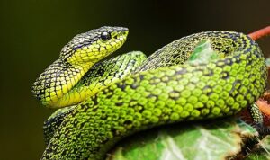 National Geographic NOW Seç-İzle Servisi’nin Mart Ayı Teması ‘Yılanlar’…