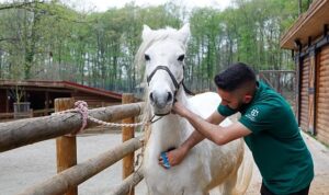 Bayramda doğanın kalbi Ormanya’da atacak