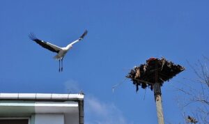 Büyükşehir’den leylek yuvasına güvenli dokunuş