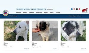 Sıcak Yuvalara Dijital Köprü: E-Pati Kemalpaşa