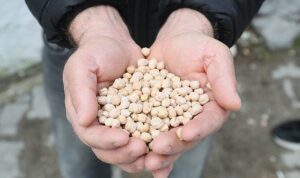 Urla Belediyesinden  çiftçiye tohum desteği  &  Urla’da tarıma can suyu