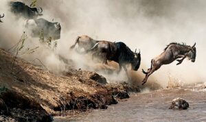 Vahşi Doğada Ebeveynliğin Zorlu Yollarını Anlatan  ‘İnanılmaz Hayvan Yolculukları: Vahşi Ebeveynler’ 