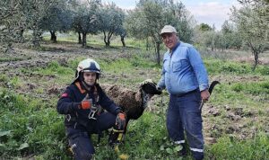 Kuyuya düşen koyunu itfaiye kurtardı
