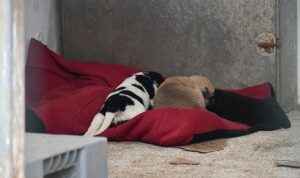 Lüleburgaz’da can dostlara “Patili Yataklar”