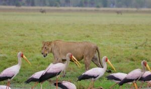 ‘Yırtıcıların Geri Dönüşü’   27 Nisan Pazar Günü 20.00’de   National Geographic WILD Ekranlarında!