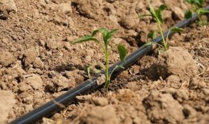 Ayvalık’ta Tarımdan Sofraya Kadın Eli Değiyor