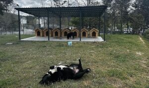 Digiturk’ten Ayazağa’daki Sokak Hayvanları İçin Güvenli Bir Yuva