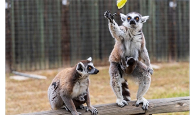İzmir Doğal Yaşam Parkı’nda bebek heyecanı