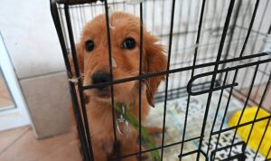 Kemer Belediyesi “Can dostlarına” sahip çıkıyor