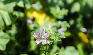 Narenciye balı koruma altında