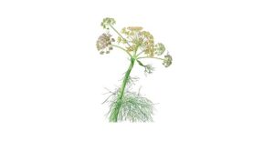 Salt Beyoğlu Yeni Sergi: Anadolu’nun Bitki Mirası