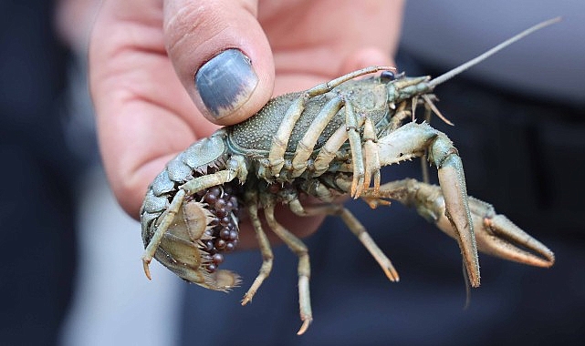 Terminalde 300 kilogram kerevit, 40 kilo mavi yengeç ele geçirildi