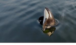 2 Bölümden Oluşan ‘Orkaların Gizemli Yaşamı’, 8 ve 15  Haziran Pazar Günleri 20.00’de National Geographic WILD Ekranlarında İzleyicilerle Buluşuyor!