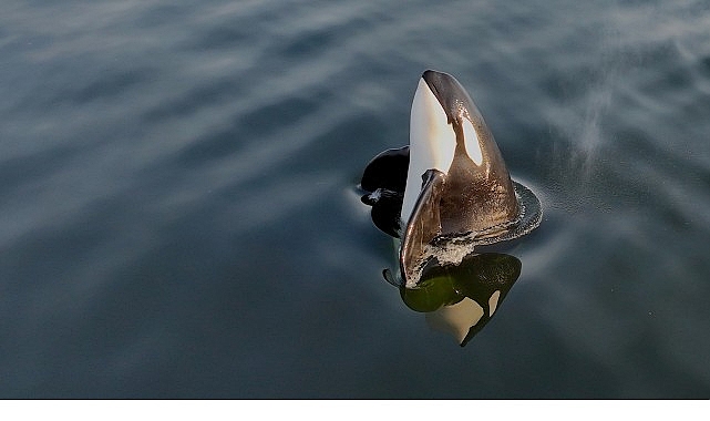 2 Bölümden Oluşan ‘Orkaların Gizemli Yaşamı’, 8 ve 15  Haziran Pazar Günleri 20.00’de National Geographic WILD Ekranlarında İzleyicilerle Buluşuyor!