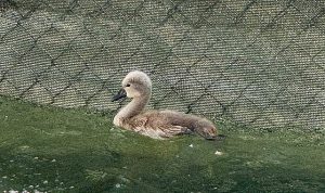 Başkent’in simgesi Kuğulu Park ‘parladı