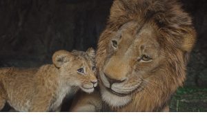 Oscar Ödüllü Barry Jenkins’in Yönetmen Koltuğunda Oturduğu Gişe Rekortmeni ‘Mufasa: Aslan Kral’, Beyazperdenin Ardından İlk Kez ve Sadece 9 Temmuz’dan İtibaren Disney+’ta!