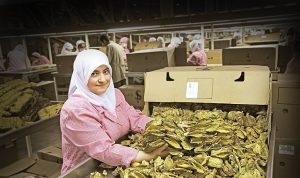 Tütün sektörü 7 yıl sonra ihracatta 1 milyar dolar sınırını aştı