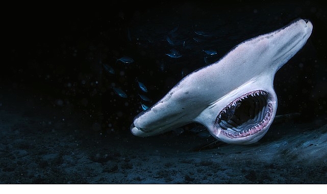 3 Bölümden Oluşan Seri ‘Köpekbalığı Saldırınca Özel’, 6 Temmuz Pazar 21.00’de National Geographic WILD Ekranlarında Başlıyor!