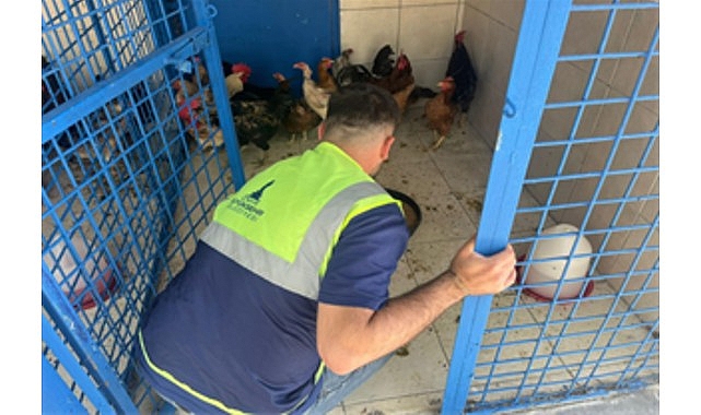 İzmir’deki yangından kurtarılan tavuklarına kavuştu