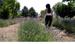 Keçiören Lavanta ve Gül Bahçesi Ziyaretçileri Mest Ediyor