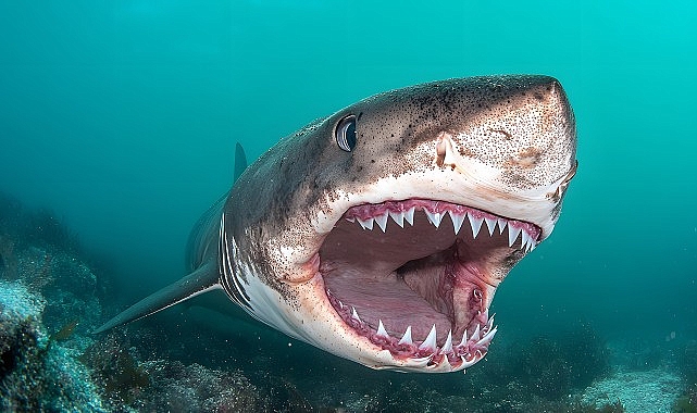 ‘Kusursuz Yırtıcı’, 20 Temmuz Pazar 20.00’de National Geographic WILD Ekranlarında!