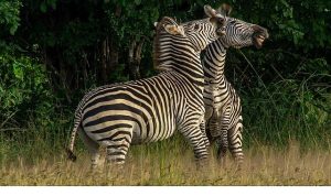 ‘Nehirde Yaşam Mücadelesi’ 2 Ağustos Cumartesi 20.00’de National Geographic WILD Ekranlarında İzleyicilerle Buluşuyor!