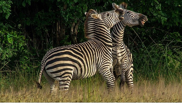 ‘Nehirde Yaşam Mücadelesi’ 2 Ağustos Cumartesi 20.00’de National Geographic WILD Ekranlarında İzleyicilerle Buluşuyor!