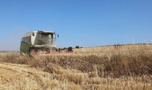 Nilüfer’de buğday hasadı başladı