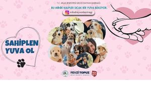 Sevimli Dostlarımız Sıcak Yuvalarını Bekliyor