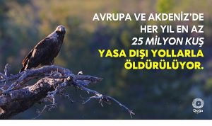 “The Killing 3.0” Raporu’na Göre Kuşların Yasa Dışı Öldürülmesi Artıyor.