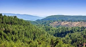 ALJ Türkiye’den 1.4 Milyon Fidan ile Başlayan Ağaç Seferberliği