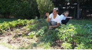 Altın Yıllar Yaşam Merkezi’nde hasat zamanı