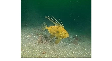 Çamur gidiyor, yeni canlılar geliyor