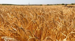 Anadolu Efes, Onarıcı Tarım Faaliyetleriyle Yetiştirilen İlk Arpa Hasadını Gerçekleştirdi